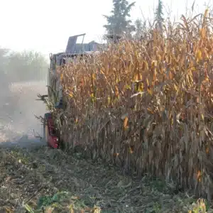 RGT-Dragster-Kukorica