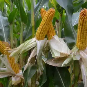RGT-Exxki-DUO-kukorica-szemes-silo