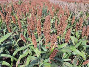 RGT Huggo 25 cm-es 240 ezres tőszámmal