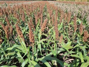 RGT Huggo 45 cm-es 240 ezres tőszámmal