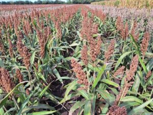 RGT Huggo 75 cm-es 240 ezres tőszámmal