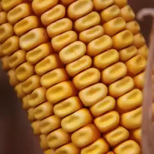 RGT-Huxxo-kukorica-SZEMES