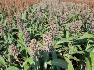 RGT Icebergg 25 cm-es 240 ezres tőszámmal