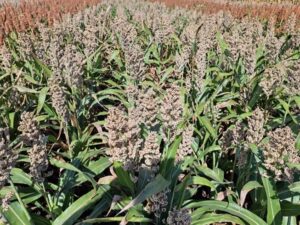 RGT Icebergg 45 cm-es 240 ezres tőszámmal