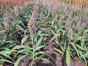 RGT Icebergg 75 cm-es 240 ezres tőszámmal