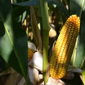 RGT-Produxxion-Kukorica-Szemes