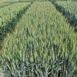 RGT Venezio