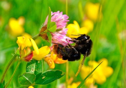 RGT évelő méhlegelő