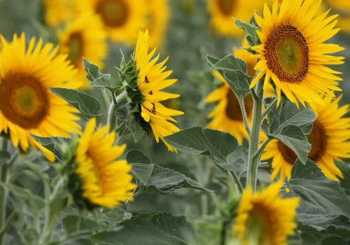 RGT-BUFFALO-BIO-Naprafogo