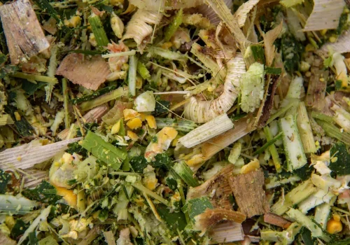 RGT-Exxemplair-DUO-kukorica