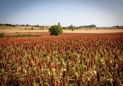 RGT-GGUSTAV-Cirok-Szemes