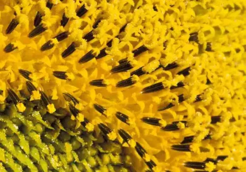 RGT-Guillermo-CLP-Napraforgo-HO-magasolajsavas