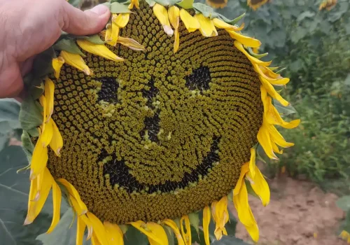 RGT-Guillermo-CLP-Napraforgó