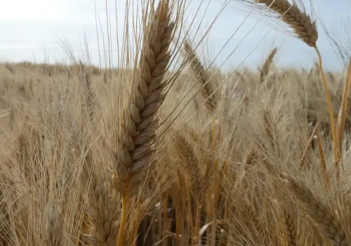 RGT-KAPSUR-DURUM-BÚZA