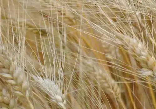 RGT-LEONDUR-DURUM-BÚZA