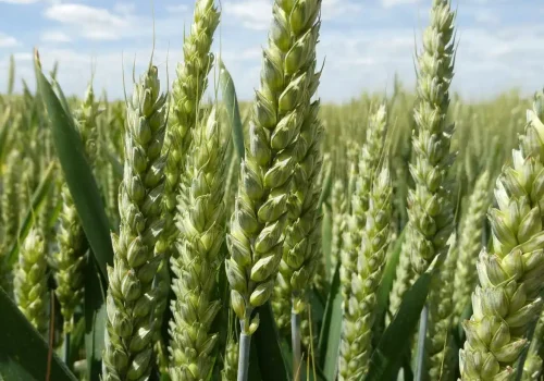 RGT-Marcopolo-Oszi-Buza