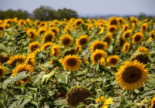 RGT_buffalo_BIO-NAPRAFOGO