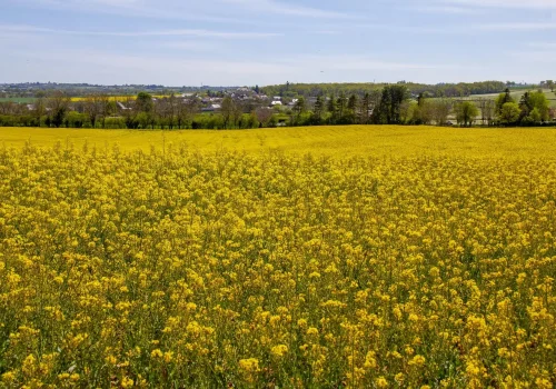rgt-amazzonite-oszi-kaposztarepce-kozeperesu