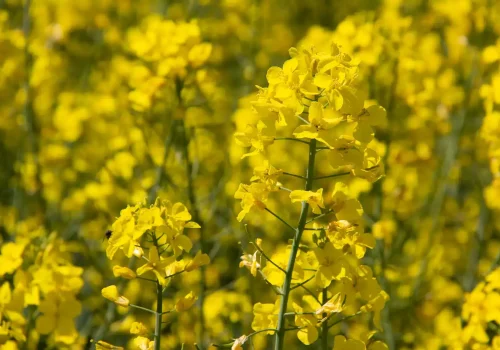 rgt-amazzonite-oszi-kaposztarepce