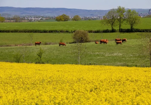 rgt-trezzor-oszi-kaposztarepce-korai-eresu