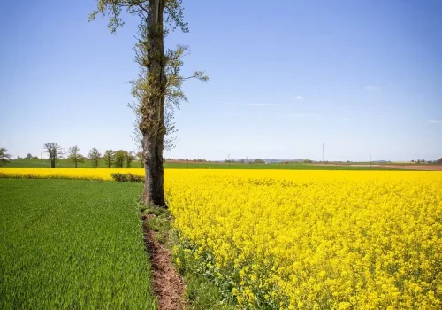 rgt_paradizze-oszi-kaposztarepce-kozeperesu