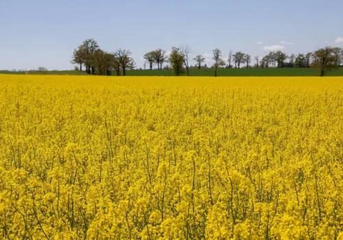 rgt_paradizze-oszi-kaposztarepce